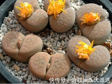 夏天多肉养不活那是你没找对方法，学一招帮它度过休眠期！