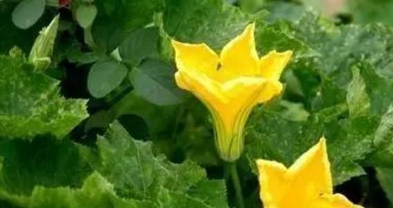 胡萝卜素|农村一常见菜叶子,还是降血压、去结石的特效药,学到就是赚到!