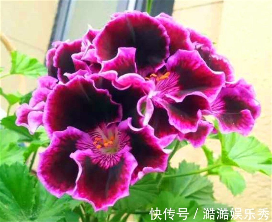 天竺葵怕热度夏难？现在做好5件事，不黑腐根系壮，下波开爆盆