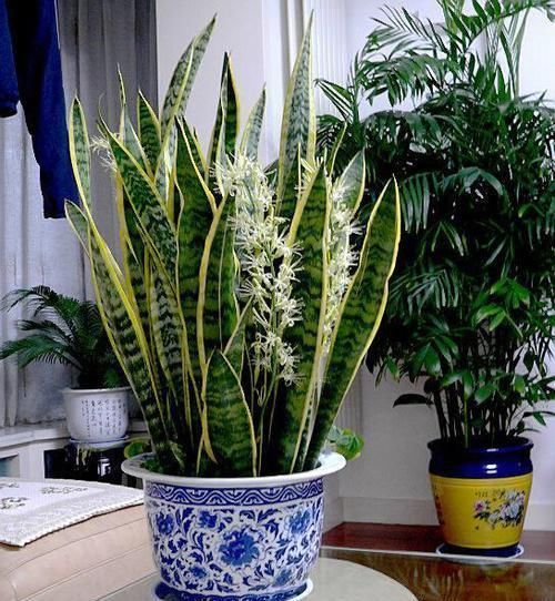 爆盆|养护虎皮兰,做好这三大定律,爆盆、开花、长到天花板