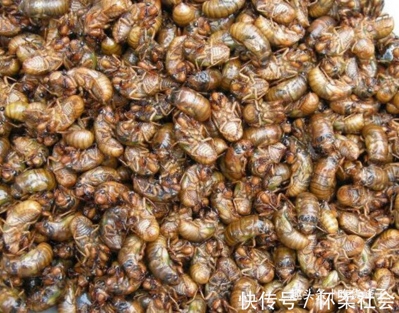 高蛋白食物|地下蛰伏5年,知了能吃吗吃了对身体有何危害为了健康别再吃错