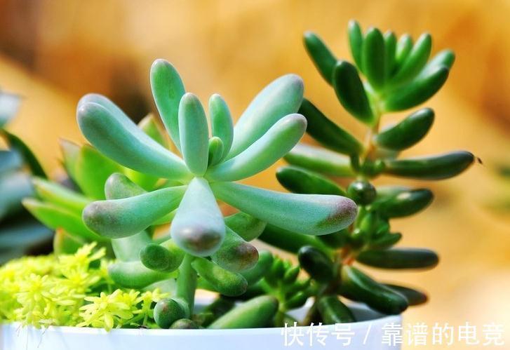 多肉|多肉植物蚧壳虫太可怕,5个简单处理方法,轻松消灭蚧壳虫
