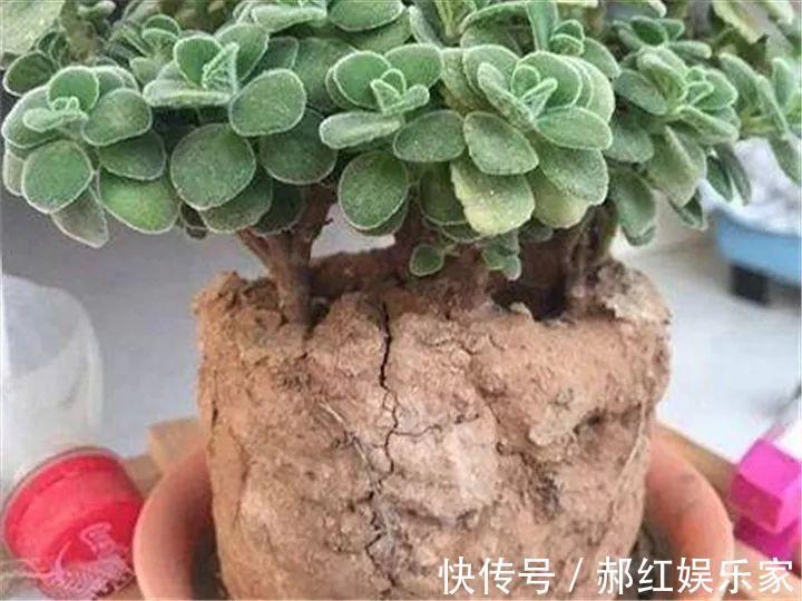 施肥|10个养花的坏习惯,赶紧改,不然真是浪费钱!