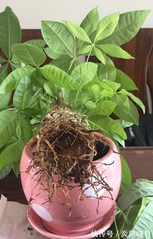 发财树黄叶,掉叶子?都是2个“小疏忽”,看看你犯了没有