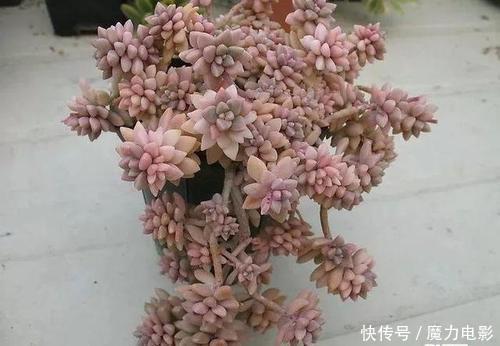 多肉养成老桩并不难,做好3件事,一年就能长出型