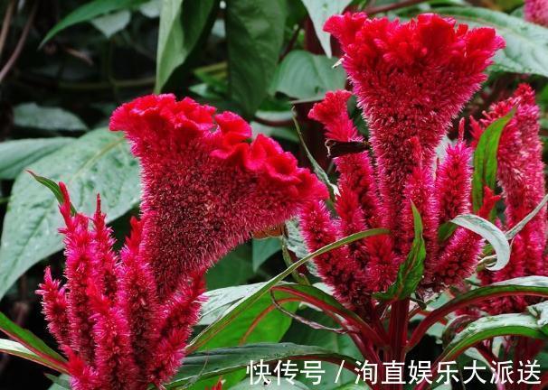 营养成分|新手养鸡冠花,别只会浇水,适当来点“它”,盆盆花开似“蒲扇”