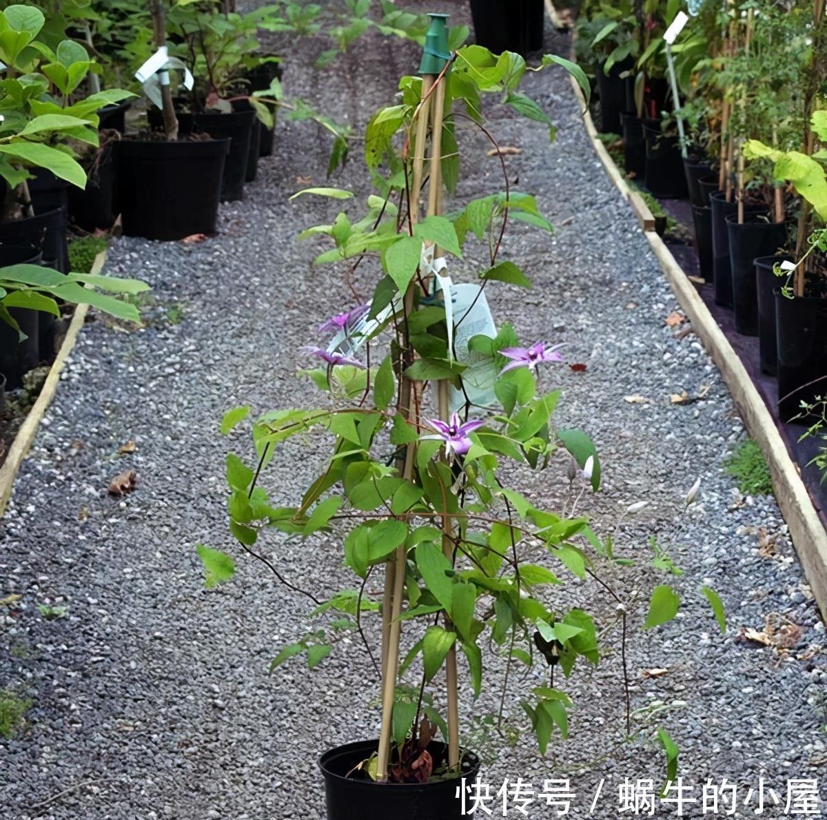 铁线莲|6种“漂亮花”，立秋后快施肥，叶片杠杠厚，花苞挤满盆