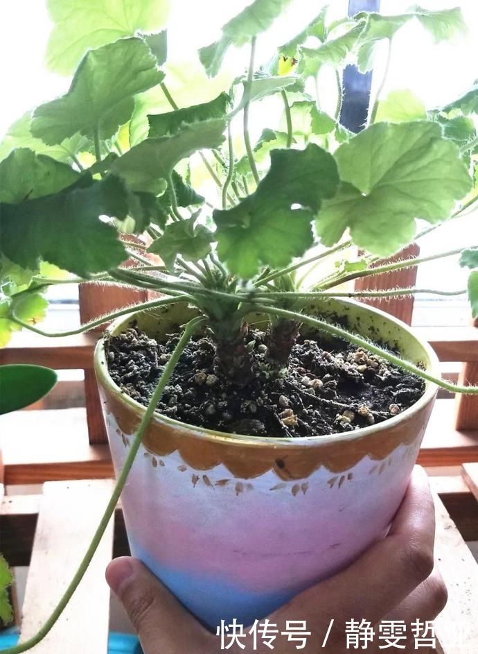 虎皮兰,红掌,吊兰养成老桩,变成大树,真壮观