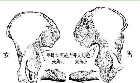 揭秘如何通过骨头分辨男女,考古系的女生都要亲手摸