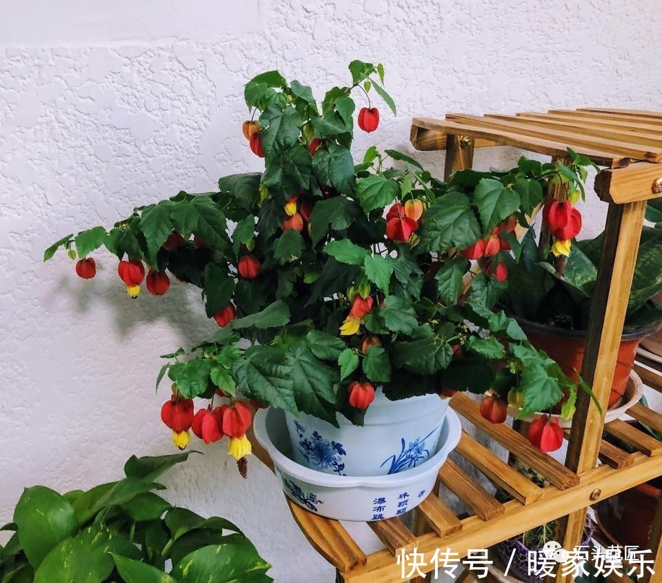 浇灌|花卉盆栽“喝点酒”,不黄叶、不烂根,越长越旺,叶子绿、开花多