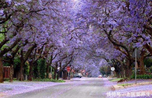 这7种树最能出效果,一旦花开就是人间仙境,花期最长可达半年!