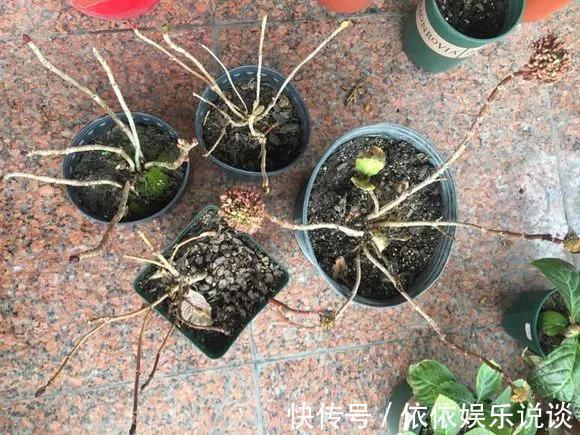 养花技巧老花匠告诉你3种土别乱用,3种肥不能施