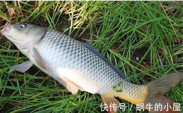 钓法|夏天钓鲤莫大忙，好钓还在菊花黄，用这些钓法，仲秋时节专钓大鲤