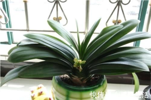 君子兰开花的关键在养根,做好这5点,让你开花不断