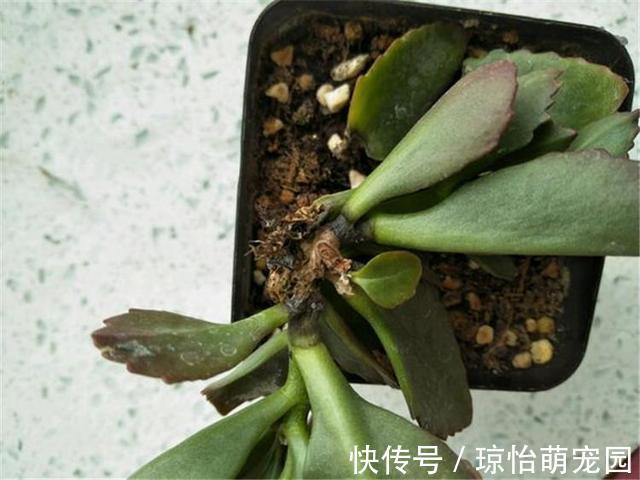 被称为“夏必死”的7种花，逛花市咱“绕着走”