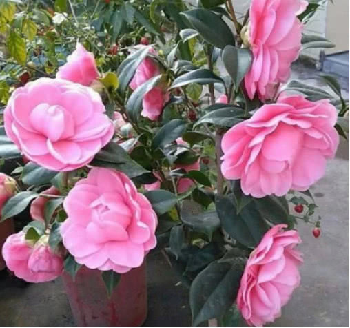 养杜鹃、茶花，不长新叶不开花，学会1招，年年开花，花开满盆！