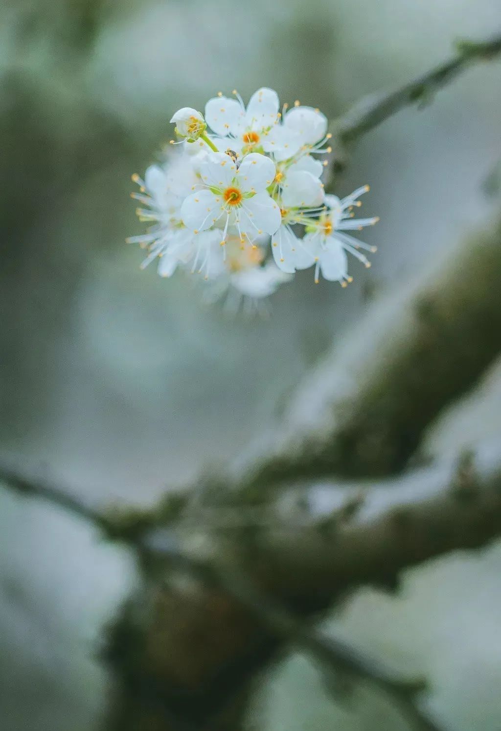 湖北人|春节，韶关人的赏花地图