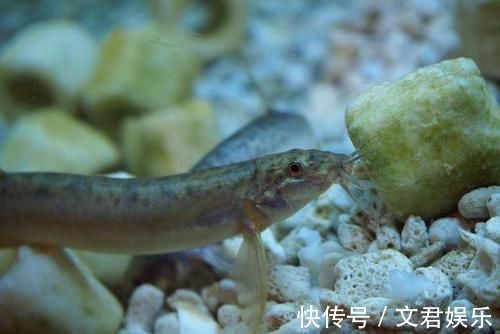 泥鳅|5种食物是“天然钙片”，敞开吃，或能增强骨量！你是否爱吃？