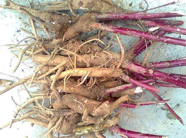 指甲|农村一稀罕野草,形似苋菜,根似人参,民间称它为“见肿消”