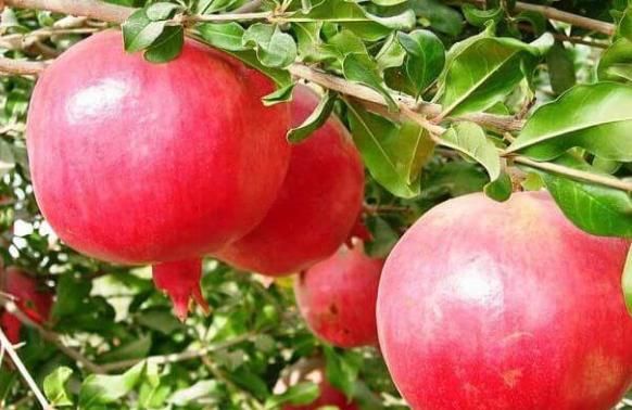 想要年轻的女性，3种水果常吃，美肌治失眠，谁吃都说好！