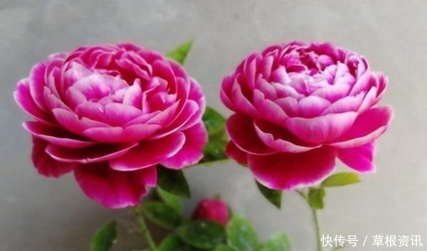 修剪|它是世界名花，全年开花，漂亮不输牡丹，花香不输兰花，值得养