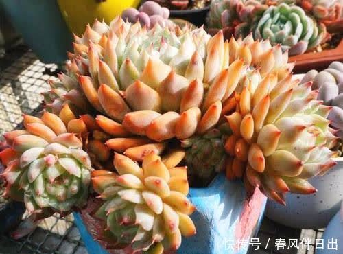 春天想要多肉长成“肉墩子”,几件事不要做,你掌握了吗?