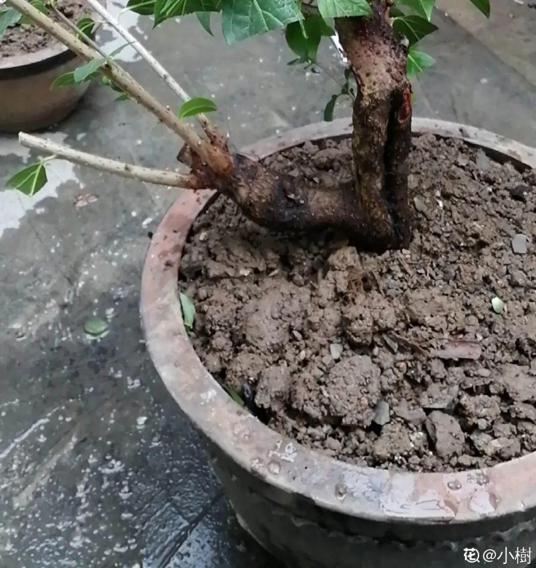 枯萎|9种花是富贵命,必须大盆养,小盆养会憋死