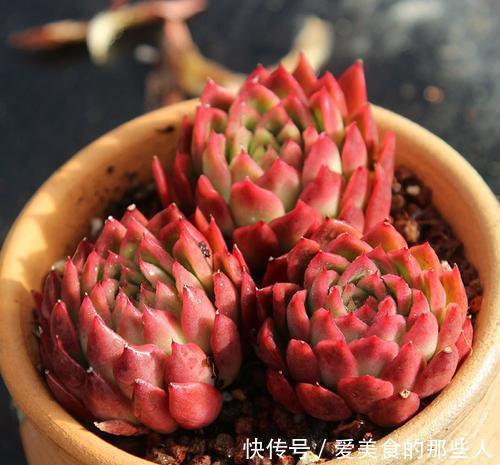 观赏价值|5种红色系多肉,灵气逼人楚楚可爱,人人见了都想养!