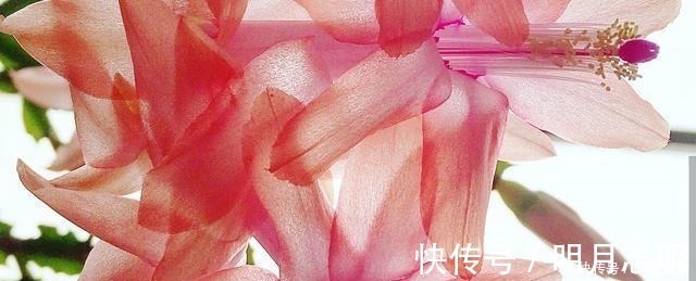 花市|蟹爪兰花期应该如何养护注意这几点,花开不断,开花爆盆!