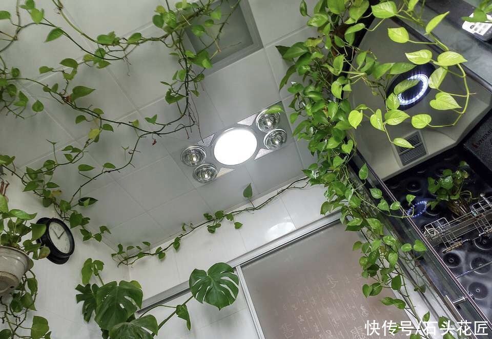  花卉|卫生间“潮湿、有异味”？养上6种花草，干净又清新