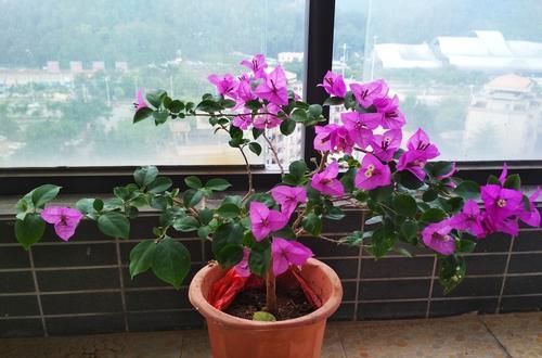  浇水|三角梅全是花没有叶是怎么做到的，看完你也行