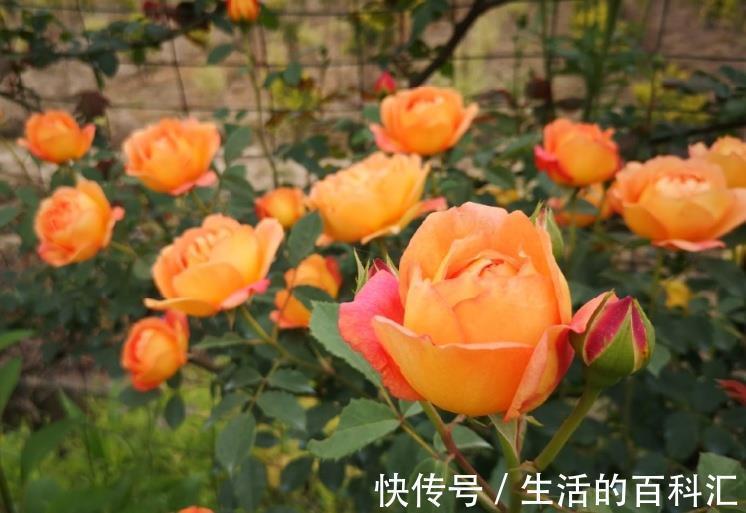 肥害|月季花难养,问题不断吗教您2招,找准问题原因!