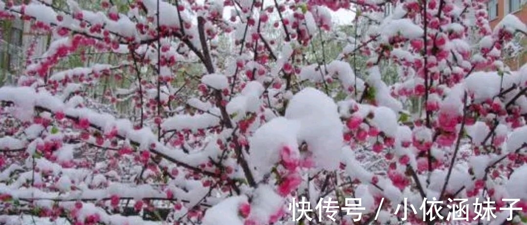 雪银！征联：梅骨几何？雪银十万芳心动，征对下联，并上期应征对联欣赏