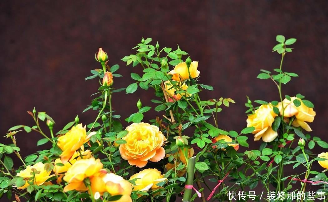 重视健康的人，从不在封闭阳台养“喷香”花，看起来很美，害处大