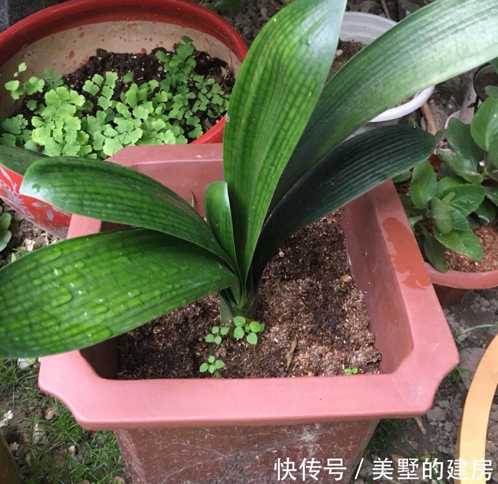 叶片|秋季养君子兰的2个正确步骤，叶片厚绿，花期顺利开出“手捧花”