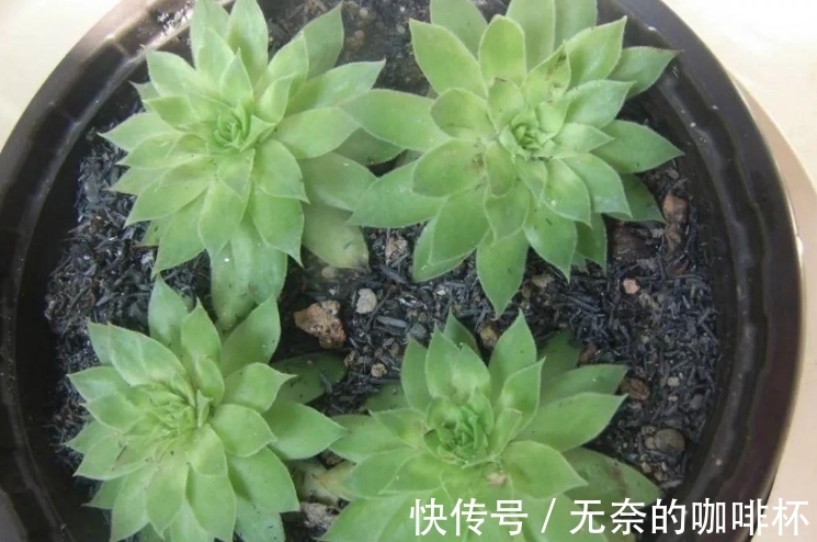 大蒜|别花钱买生根水给植物泡了,拿这些代替,既有趣又实用