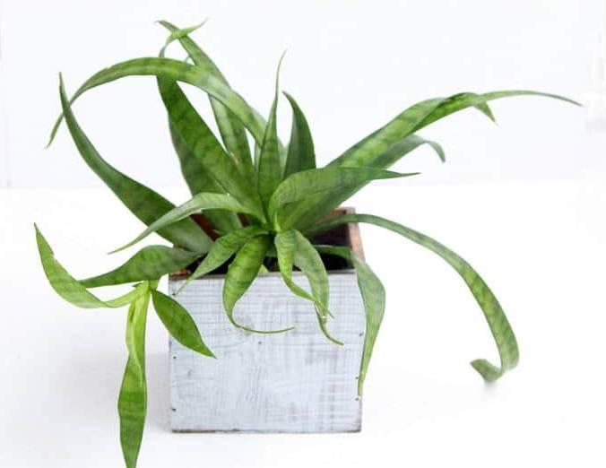 养花|12种净化空气非常棒的室内绿植,养花新手都养不死的植物