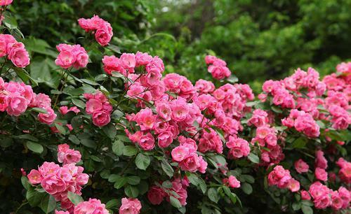 藤本|不容错过的6种藤本月季,养两年爬满墙,长势旺开花美,真过瘾