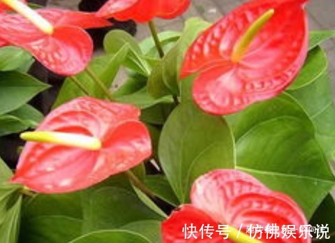家养红掌总是长不好学会这三个小技巧,轻松开花长不停