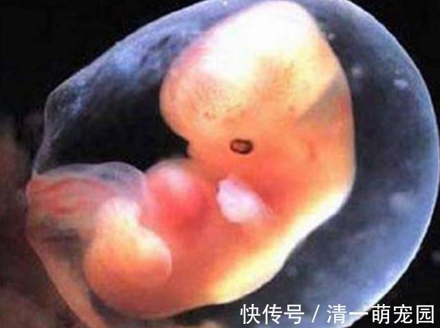 污染|孕期做到“4不碰”,有利于保持羊水“清澈”,胎儿住着更干净