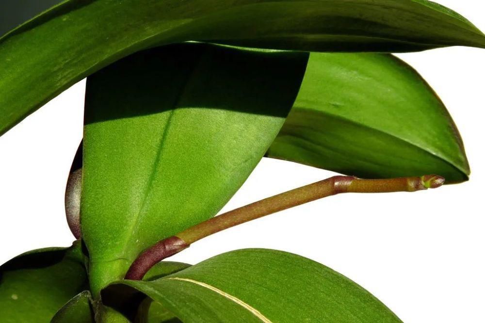 蝴蝶兰在家里怎么养？这些问题的解答来了！