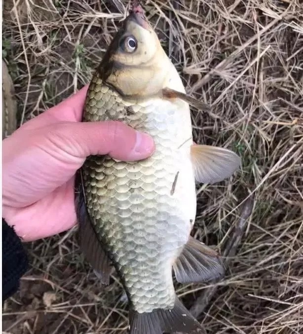 在冬季为啥总钓不到鱼?这3个原因我不说,你还蒙在鼓里