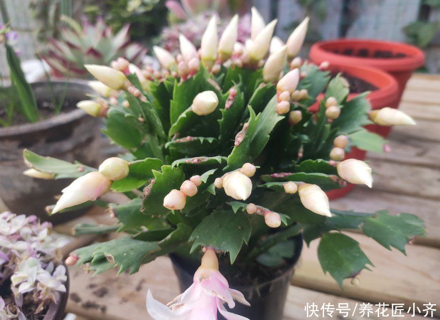 前提|蟹爪兰夏季也生长，只要做好一个“前提”，再合理养护就可以