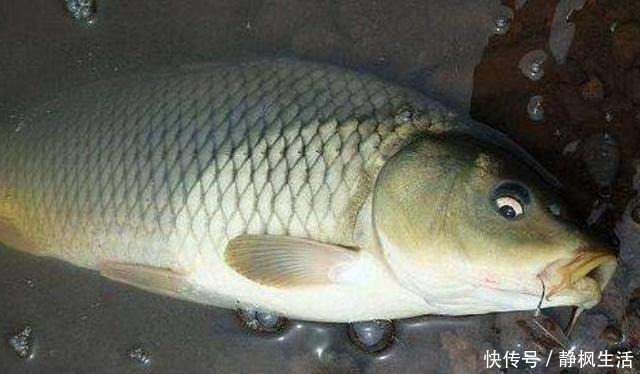 钓友|不吹不黑,鲤鱼再“狡猾”也得吃这饵,一般人我不说,切记莫忽视