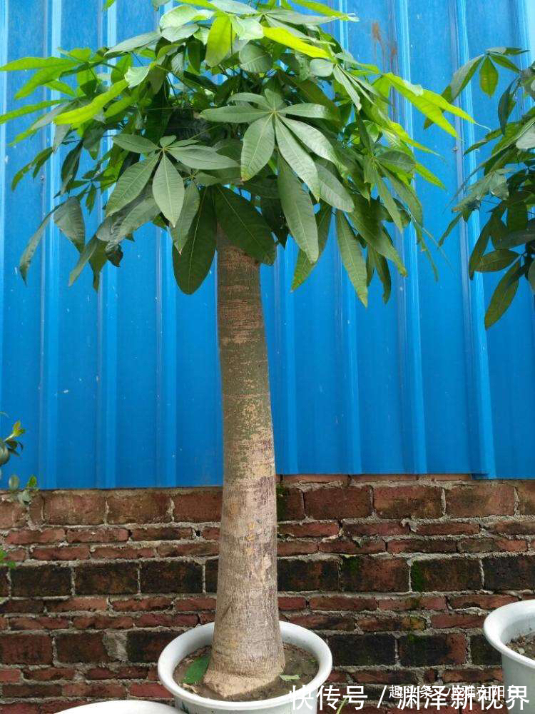 浇水|家庭养“发财树”,别乱施肥、乱浇水,控制好光照,蹭蹭长得旺!