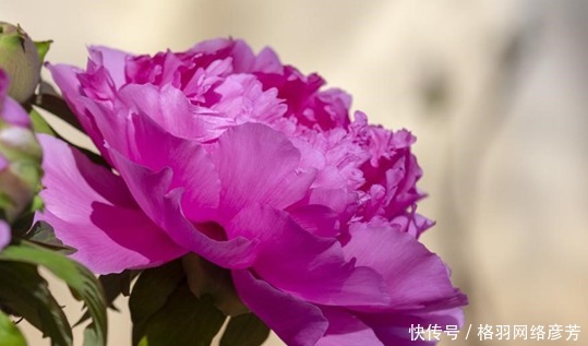 名字叫做|这种花按照花瓣分,有这几种类型