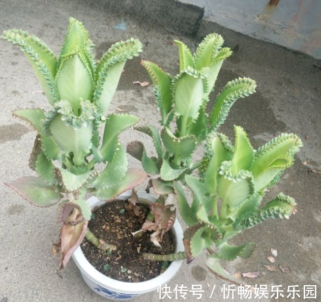 不死鸟|这花太能生崽,恨不得用脚踩,结果越踩长得越多!