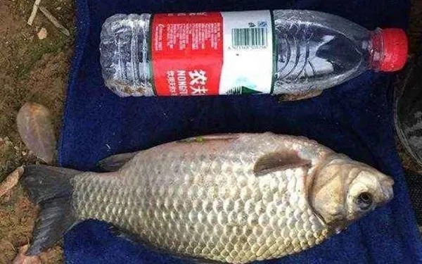 钓了半辈子鱼,才知道拉饵有这“顶尖”用法,可别轻易告诉别人哦