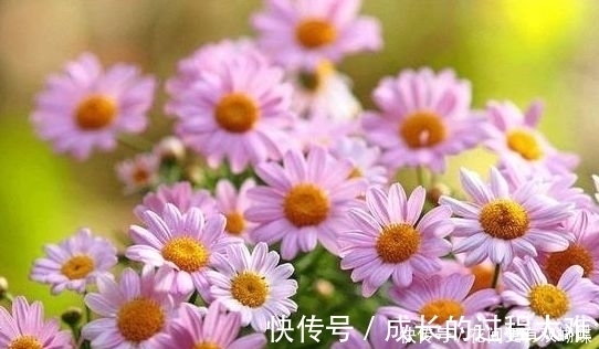 盆栽|4种盆栽花号称开花机器,一整年都开花,好看又好养,值得拥有