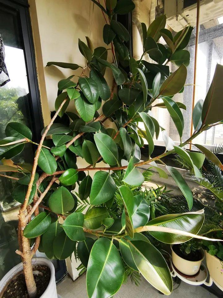 龟背竹是“吸废气”高手,家里放一盆,门窗紧闭也能空气清新!